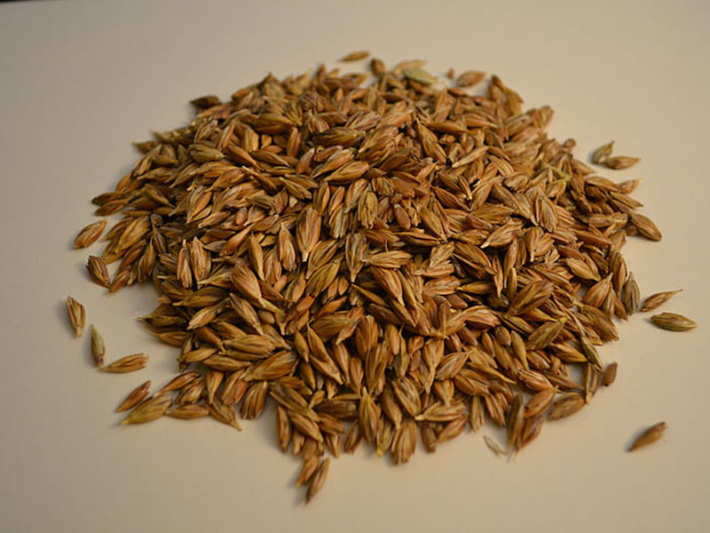 黃曲霉毒素定量檢測儀快速定量檢測糧食安全 黃曲霉毒素定量檢測儀快速定量檢測糧食安全