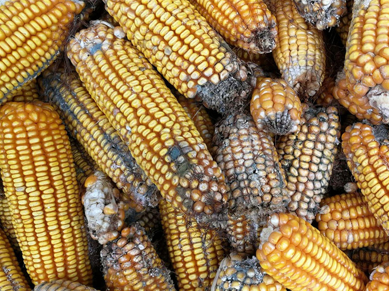 云唐真菌毒素檢測設備,嘔吐毒素檢測儀 云唐真菌毒素檢測設備,嘔吐毒素檢測儀