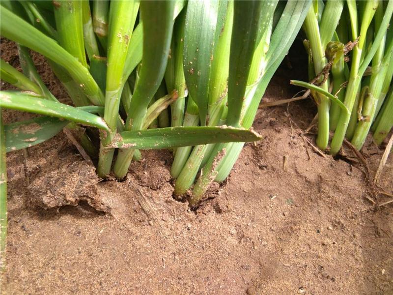 植物莖稈強度測定儀，對作物栽培提供幫助