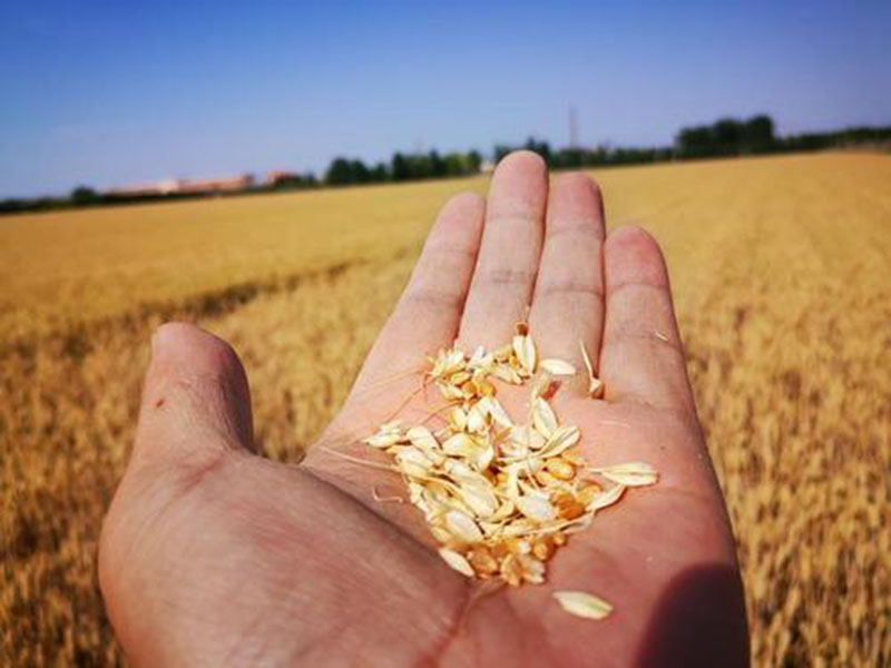 糧食水分測(cè)量?jī)x，為小麥提供合理存儲(chǔ)時(shí)間