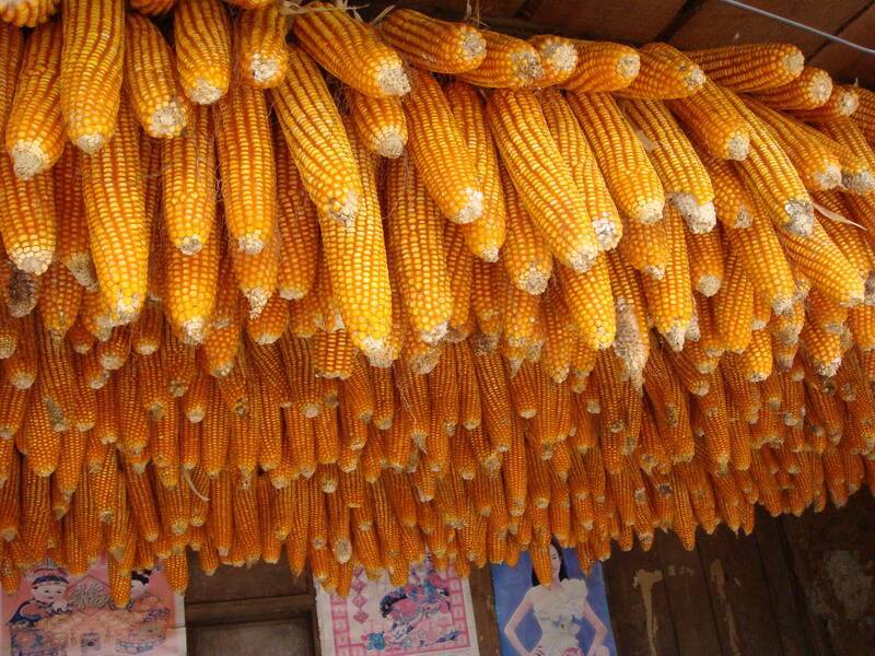 糧食安全檢測(cè)儀，可檢測(cè)糧食中是否含有大米增白劑