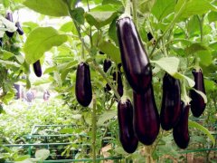 種植茄子肥料的選擇很重要！