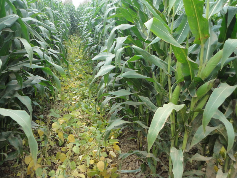 玉米秋收時節,黃曲霉毒素檢測不能少 玉米秋收時節,黃曲霉毒素檢測不能少